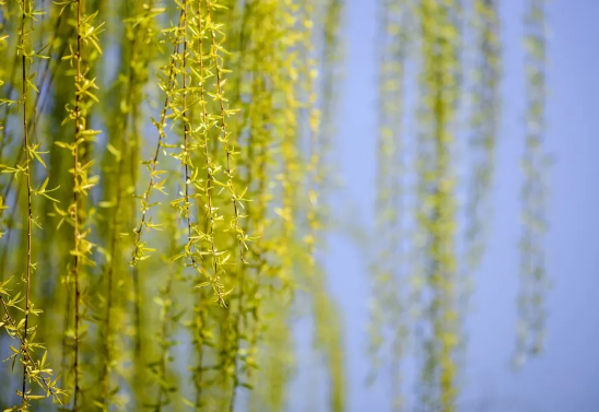 今日惊蛰，未来可期-午夜精品久久久午夜电影网站机