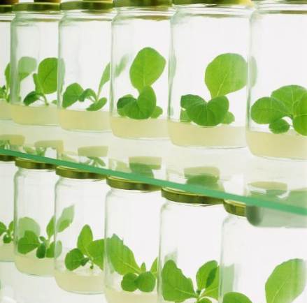 低温日本午夜福利视频APP机的诱变育种技术是一项什么样的应用？-午夜精品久久久日本午夜福利视频APP机