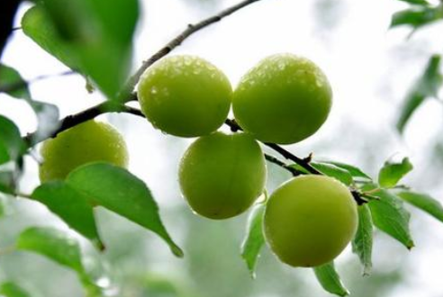 芒种时节，习俗不“盲”-午夜精品久久久午夜电影网站机