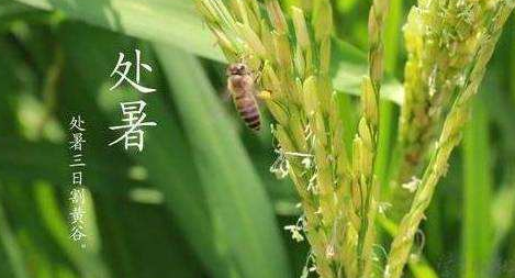 明日处暑，秋凉渐至-午夜精品久久久午夜电影网站机