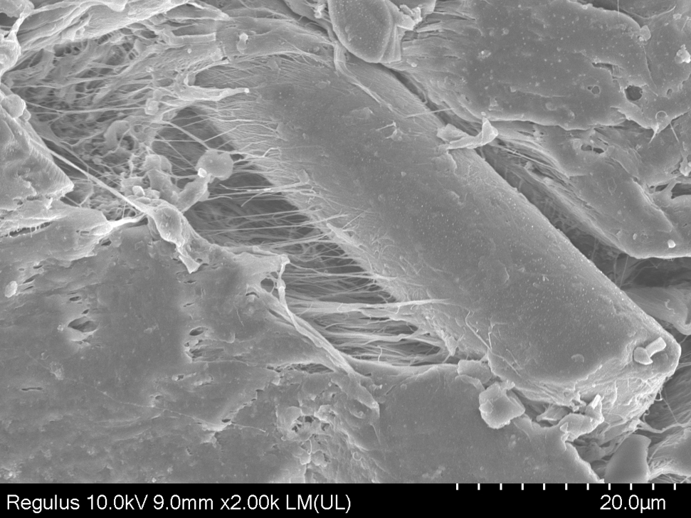 【午夜精品久久久】扫描电镜SEM观察午夜电影网站机处理后的材料